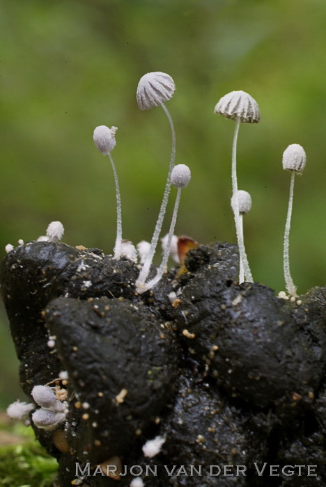 Kleine korrelinktzwam - Coprinopsis stercorea